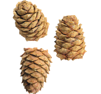 pine_cone_PNG13340.png